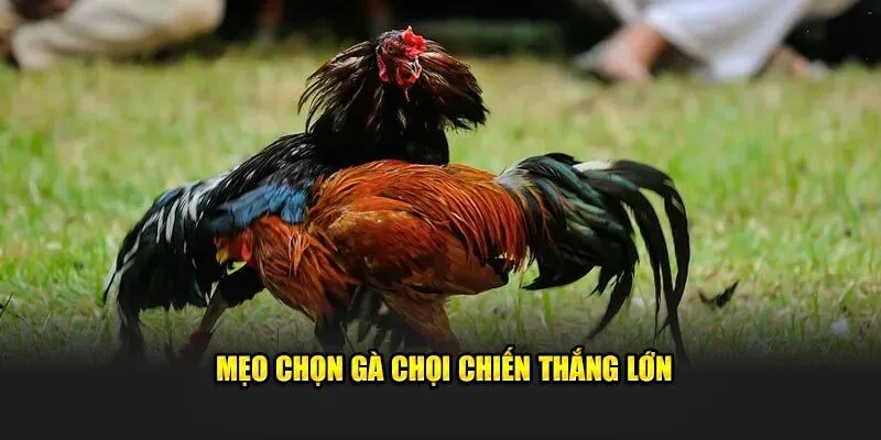 Cá cược đá gà tại SHBET