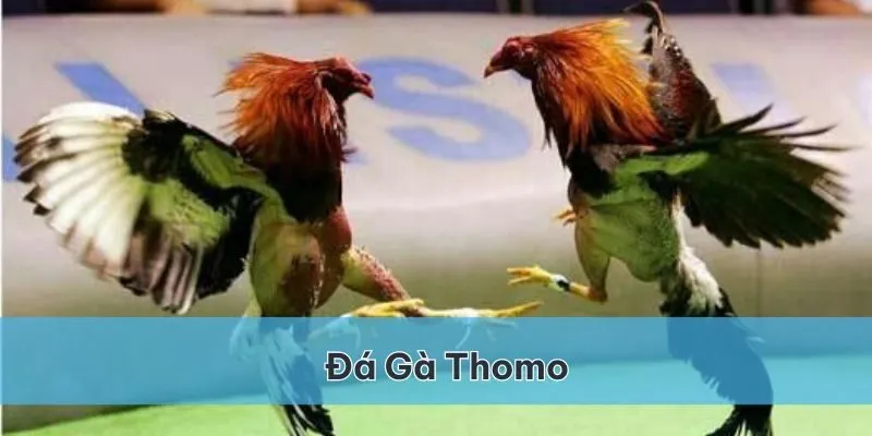 Đá gà Thomo: Khám phá sân chơi đỉnh cao tại SHBET 2 Đá gà Thomo SHBET