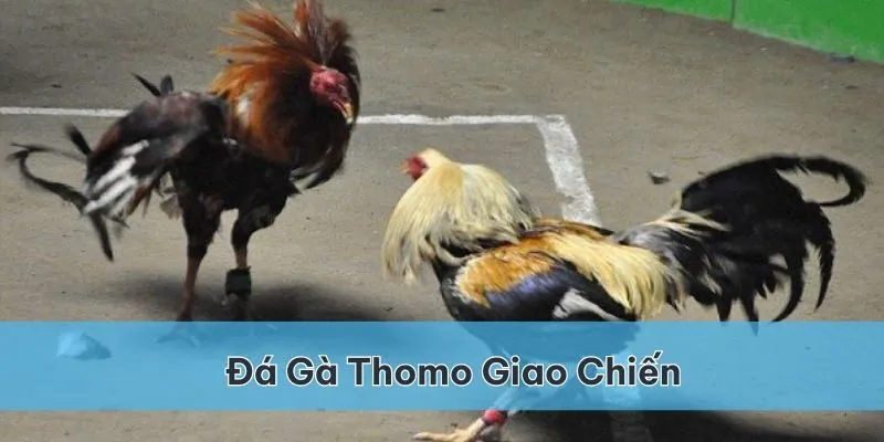 Đá gà Thomo: Khám phá sân chơi đỉnh cao tại SHBET 3 Đá gà Thomo là cuộc giao chiến của các chiến kê đã quan tuyển chọn tại trường đấu